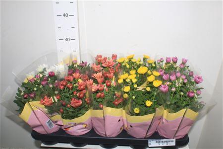 <h4>Chrys Gevuldbl Gem</h4>