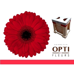 Gerbera Beauty Water