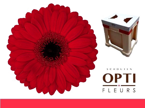 <h4>Gerbera Beauty Water</h4>