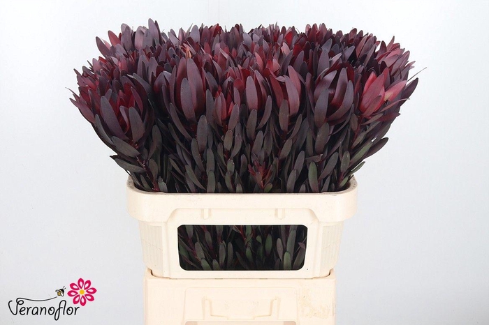 <h4>LEUCAD SAF SUNSET</h4>