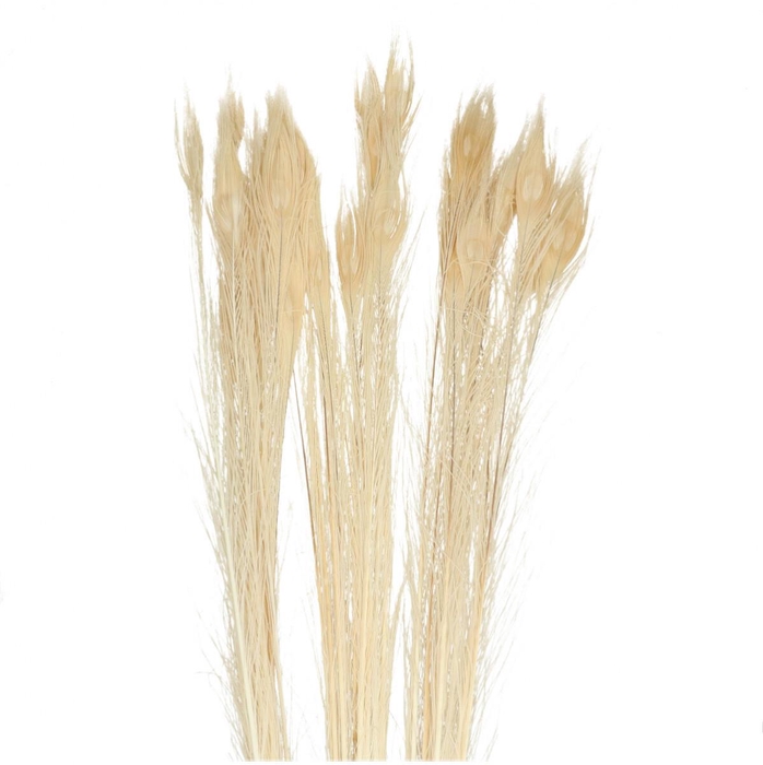Veren Pauw 100cm