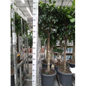Ficus benja. 'Danielle'