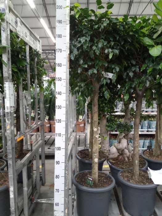 <h4>Ficus benja. 'Danielle'</h4>