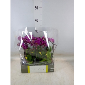 Phalaenopsis multi.   ...lilac