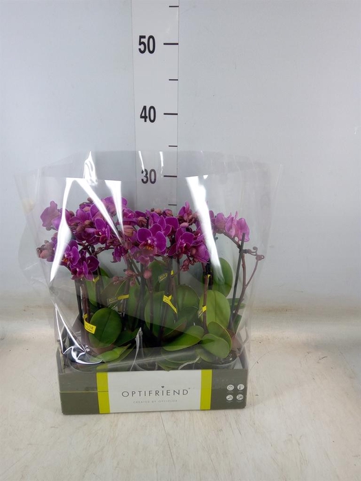 <h4>Phalaenopsis multi.   ...lilac</h4>