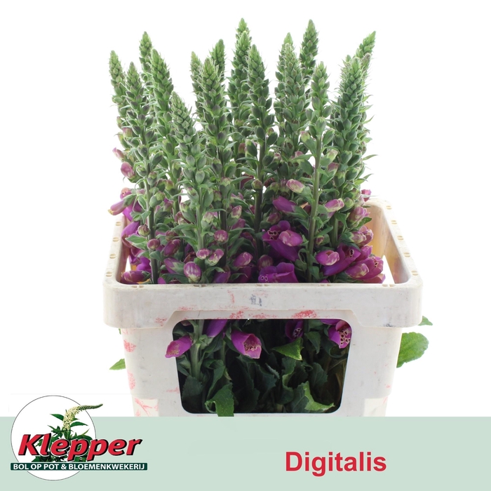 <h4>DIGI CAMELOT ROSE</h4>
