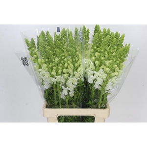 Antirrhinum Potomac Early White