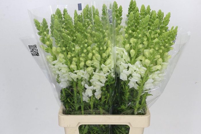 <h4>Antirrhinum Potomac Early White</h4>