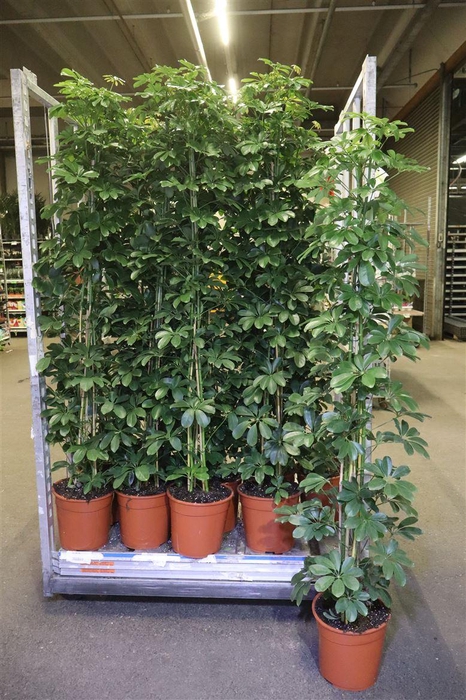 <h4>Schef Ar Compacta</h4>