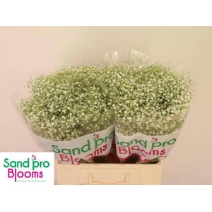 GYPS PA ZI DISCOVERY