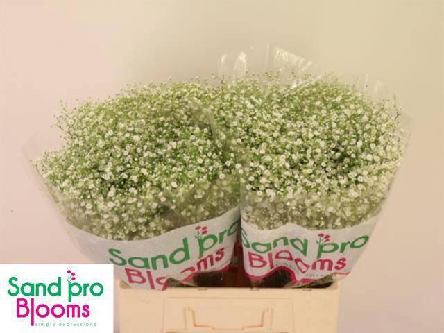 <h4>GYPS PA ZI DISCOVERY</h4>