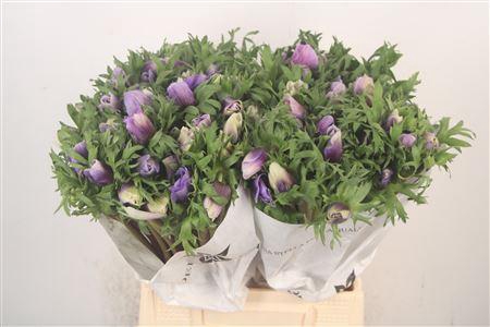 <h4>Anemone Mistral Azzurr Pale Blue</h4>