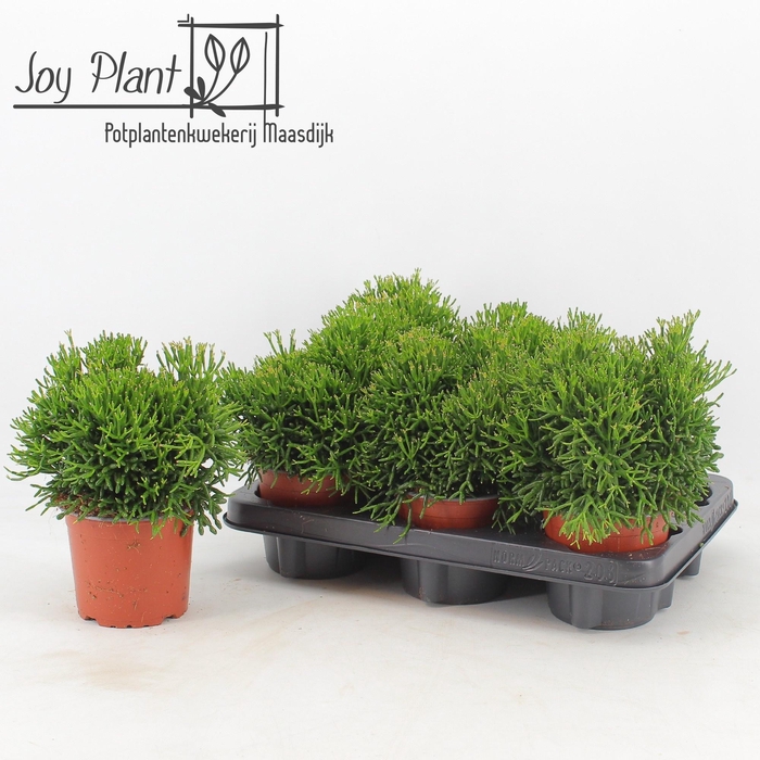 <h4>RHIPSALIS OV</h4>