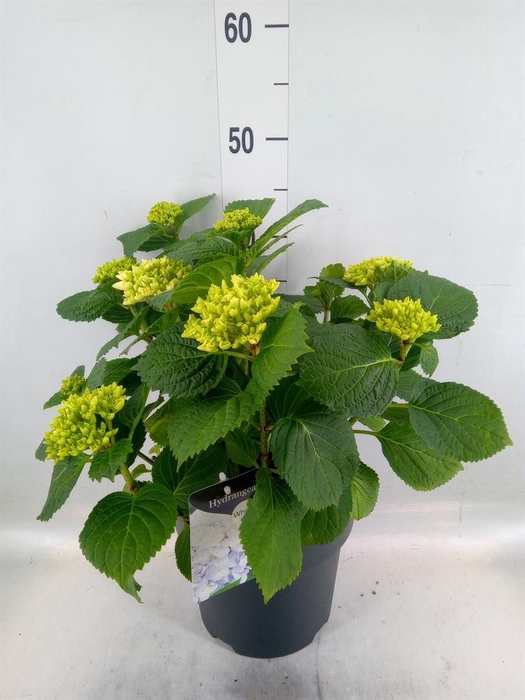 <h4>Hydrangea mac.</h4>