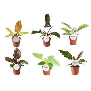 Philodendron Mix