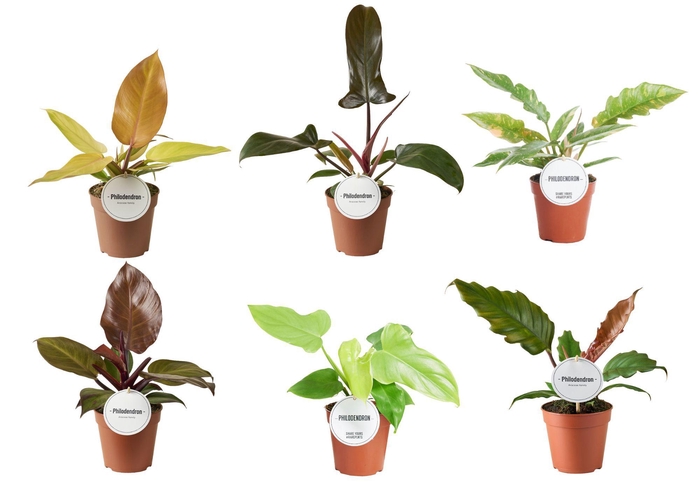 <h4>Philodendron Mix</h4>