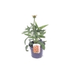 Echinacea purp. Sombrero Orange