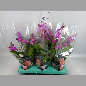 Phalaenopsis   ...lilac