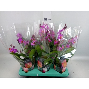 Phalaenopsis   ...lilac