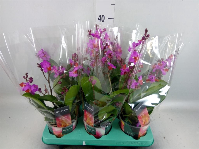 <h4>Phalaenopsis   ...lilac</h4>