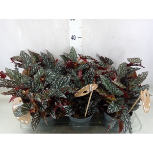 Begonia BD mac. 'Spotlight Dark'