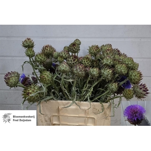 Cynara Cardunculus