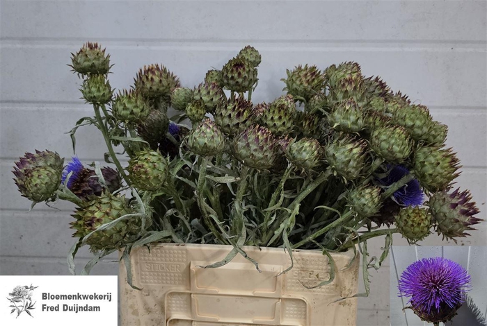 <h4>Cynara Cardunculus</h4>
