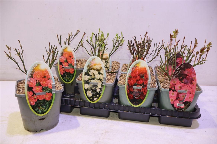 <h4>Rosa Spel Crystal F</h4>