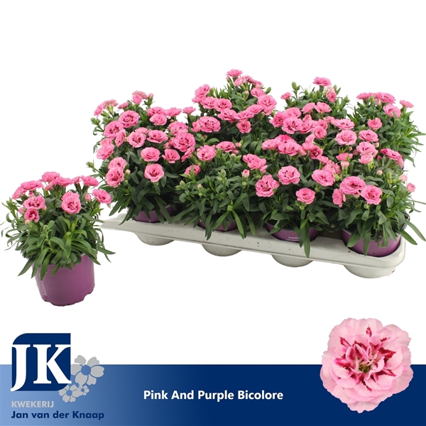 <h4>Dianthus P12 Pink Purple Bicolor TST</h4>