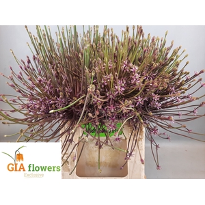 ALLIUM SCHUBERTII