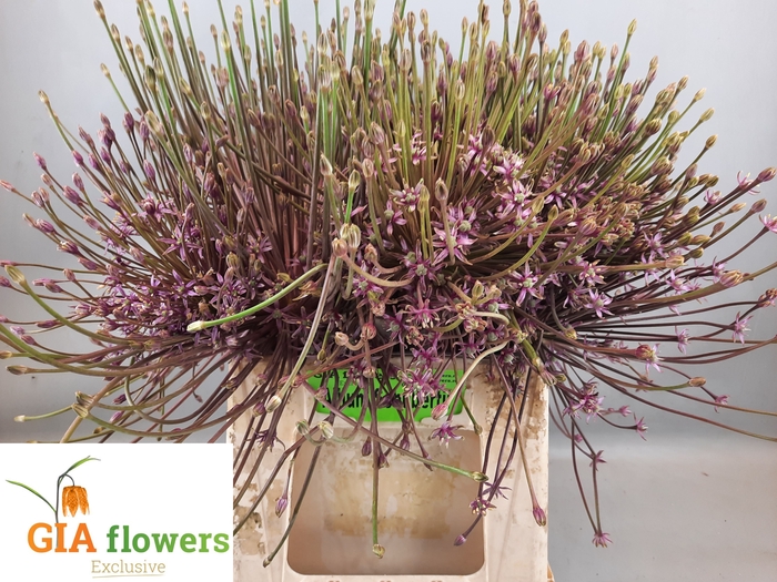 <h4>ALLIUM SCHUBERTII</h4>
