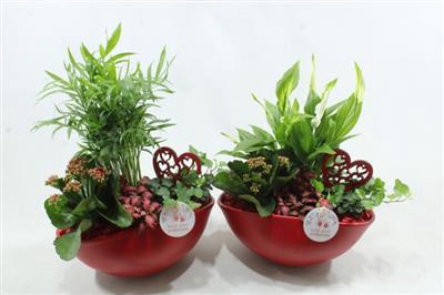 <h4>SC05 EYLEEN RED</h4>