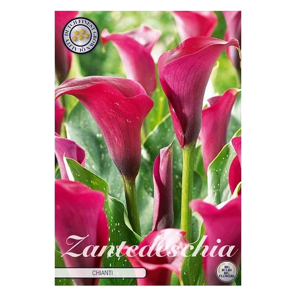 <h4>Zantedeschia Chianti x1 14/16</h4>