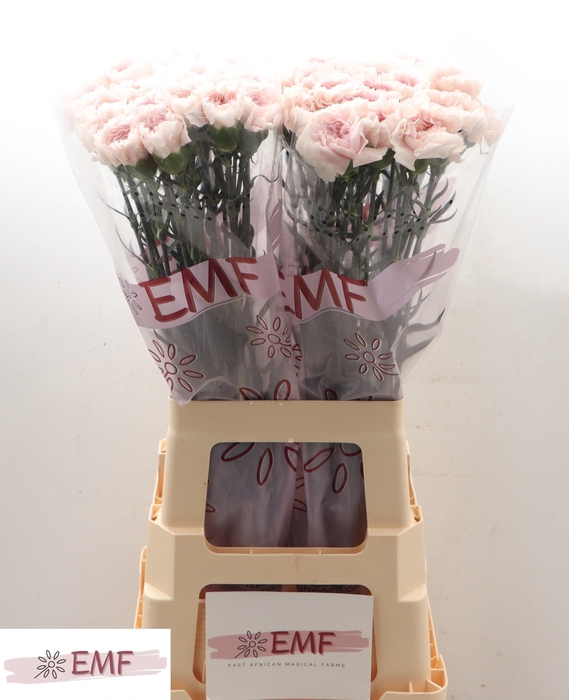 <h4>DI ST BRIDAL DAMASCU</h4>