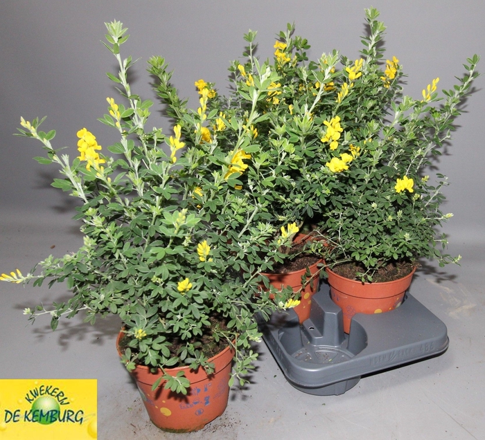 <h4>GENISTA X SP</h4>