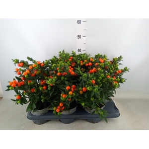 Solanum pseudocapsicum 'Bartoli'
