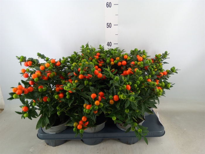 <h4>Solanum pseudocapsicum 'Bartoli'</h4>