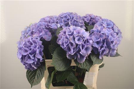 <h4>Hydr M Royal Palace</h4>