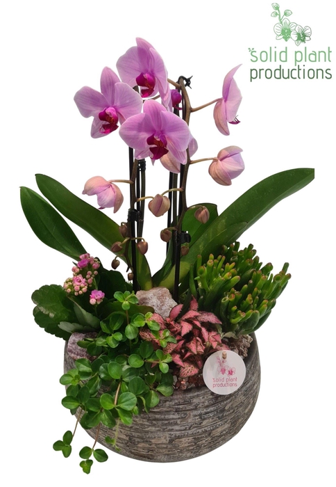 <h4>Dakota Pink</h4>