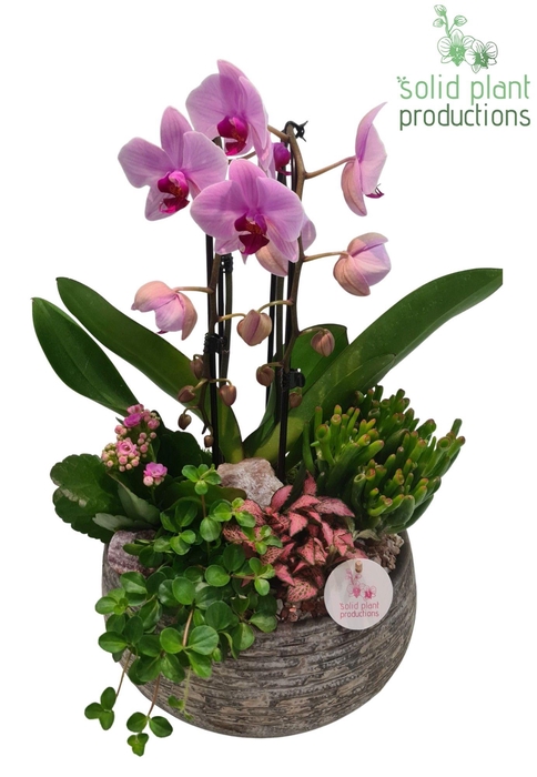 <h4>Dakota Pink</h4>