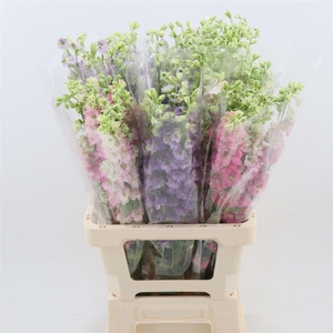Consolida regalis mix