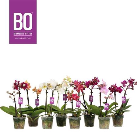 <h4>Phal Mini Mix Super 2 Spike</h4>