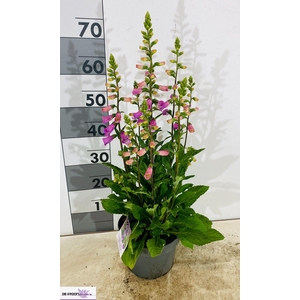 DIGI PU PURPUREA