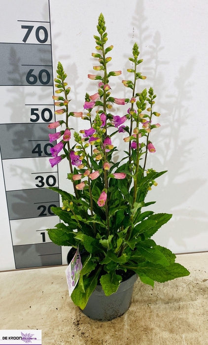 <h4>DIGI PU PURPUREA</h4>