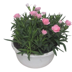 Hello Spring Dianthus Oscar in 19 cm schaal Wit