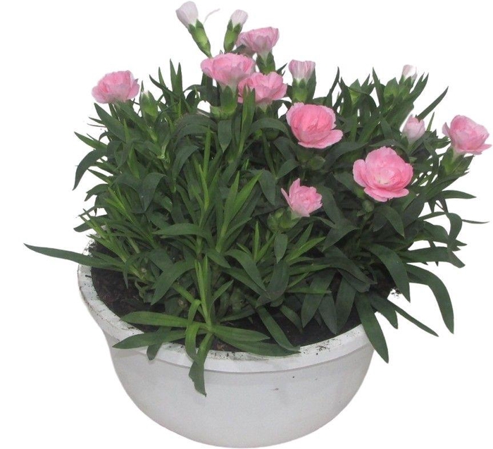 <h4>Hello Spring Dianthus Oscar in 19 cm schaal Wit</h4>