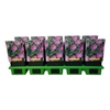 Geranium sanguineum Max Frei