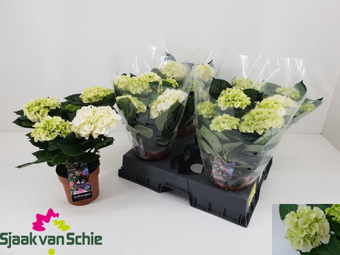 <h4>HYDR M HI ICE</h4>