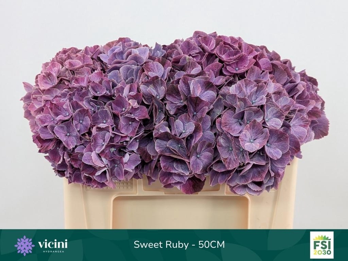 <h4>HYDR M MAG SWEE RUBY</h4>