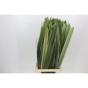 Phormium